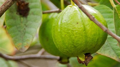 California Gardening: How To Grow Guavas - Three Delicious Guava Varieties Reviewed!