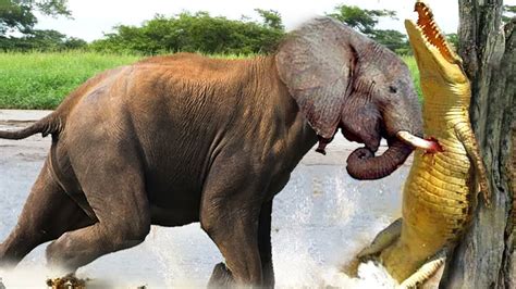 Terrified... Angry Elephant Kills A Crocodile For Revenge | Crocodile vs Elephant Real Fight ...