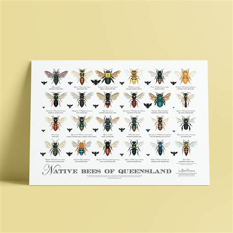 Native Bees of QLD Poster | Sydney Stingless Bees