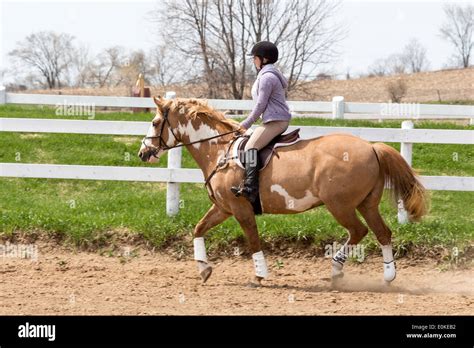 Teenage girl riding Paint horse pony in English riding attire and saddle on a sunny day Stock ...