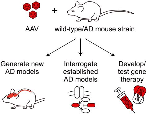 Adeno‐associated virus‐based Alzheimer's disease mouse models and ...