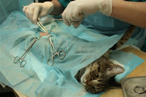 Arthroscopic Surgery in Cats - Procedure, Efficacy, Recovery ...