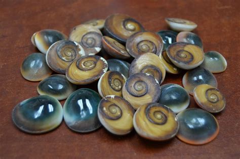 25 PCS RED CAT EYE OPERCULUM SEA SHELL BEACH 1/2" - 1" #7955 | Sea shells, Shells, Red cats eye