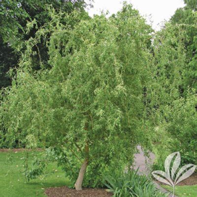 Corkscrew Willow - Texas Pecan Nursery