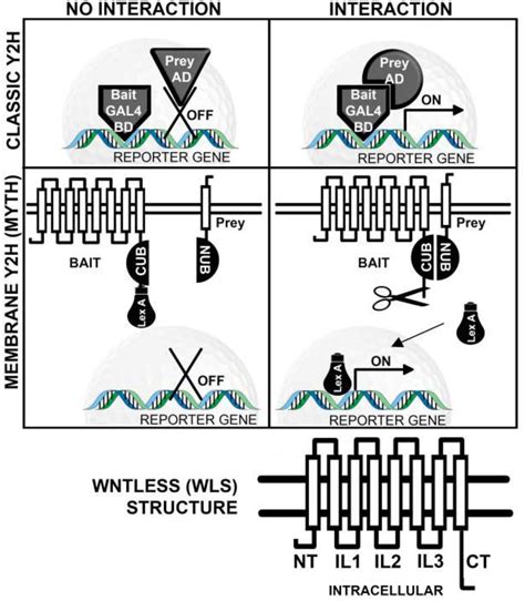 Yeast 2-hybrid screening. | Download Scientific Diagram