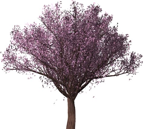 Cherry Blossom Tree Png - PNG Image Collection