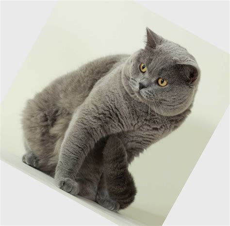 Domestic cat breeds