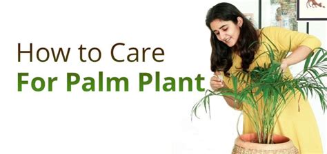 How To Care For A Palm Plant? Grow & Care Right! - EmbraceGardening