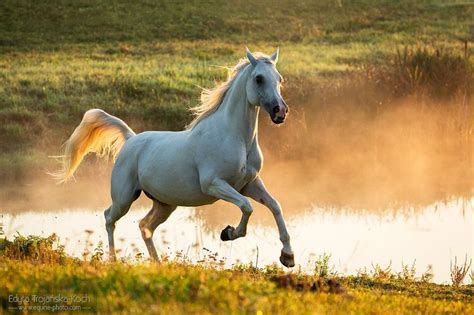 Echo Zeus - Photo: Edyta Trojańska-Koch | Horse photos, Arabians, Horses