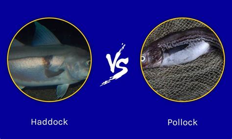 Haddock vs Pollock: The Key Differences