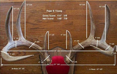 Here is how to score your deer! | Whitetail deer hunting, Deer hunting ...