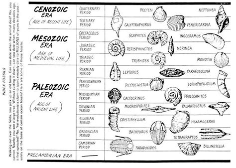 Earth History - Mumley Science