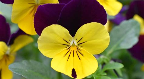 31 Cold-Hardy Viola Varieties For Your Garden