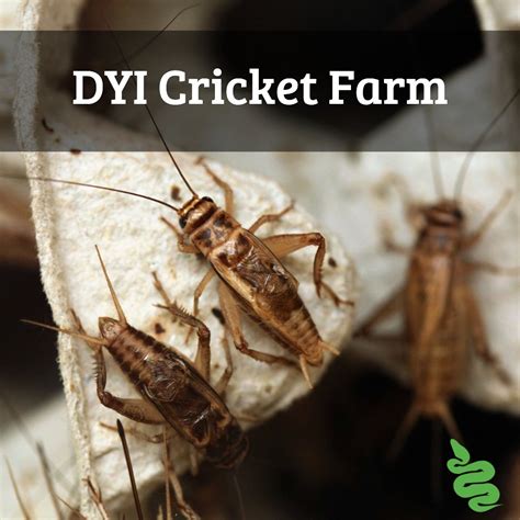 DYI Cricket Farm | Cricket farming, Cricket, Farm