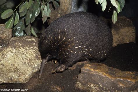 Eastern long beaked echidna - Alchetron, the free social encyclopedia