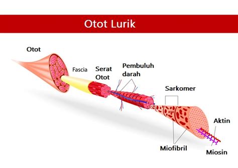 Gambar Jaringan Otot Polos Beserta Bagiannya – cabai