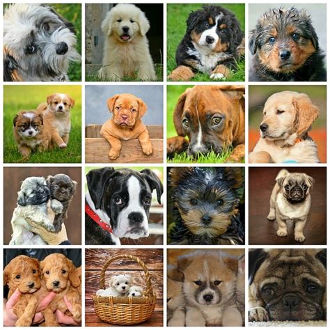 Collage Dogs Animals Dog · Free image on Pixabay