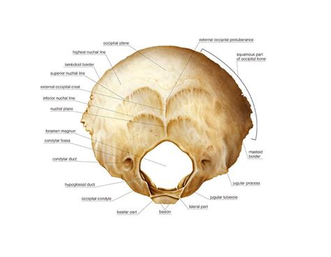 Pin by Keryee Morton on Unit 4 anatomy | Occipital, Medical anatomy, Skull anatomy