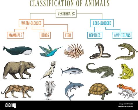 Classification of Animals. Reptiles amphibians mammals birds. Crocodile ...