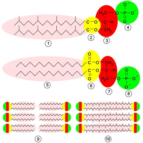 Glycerophospholipid - Wikiwand