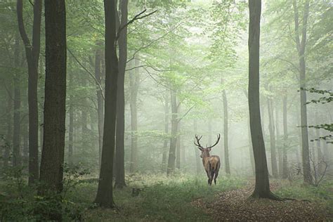 143,900+ Deer Forest Stock Photos, Pictures & Royalty-Free Images - iStock