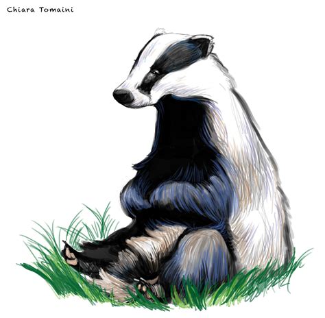 Badger Digital art-Photoshop cs6 | Animal illustration, Badger images, Badger illustration