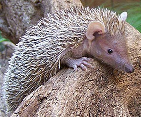 40 Tenrec, Tenrecidae, tenrecs ideas | mammals, convergent evolution ...