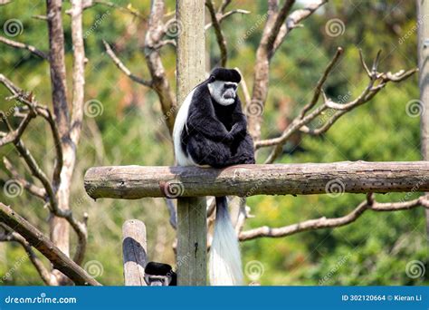 Black and White Colobus Monkey (Colobus Spp Stock Photo - Image of beauty, nature: 302120664