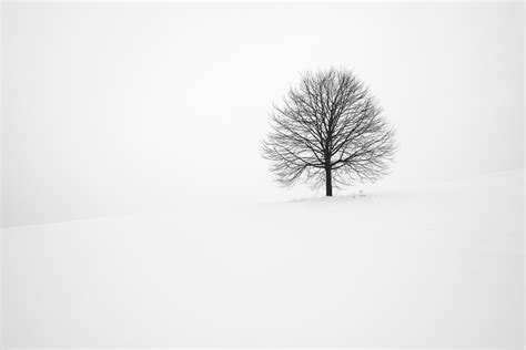 Download Snow Winter Nature Tree 4k Ultra HD Wallpaper