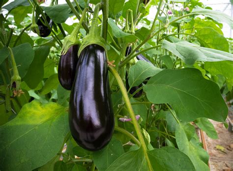 Eggplant: A Summertime Essential - Veritable Vegetable