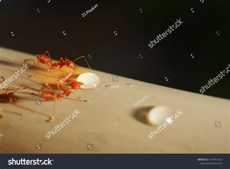 Ants Hard Work Ant Standing Action Stock Photo 1973341823 | Shutterstock