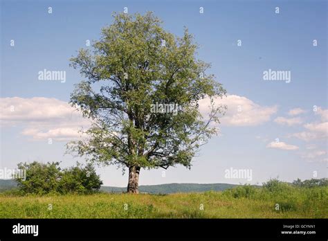 A scenic view from the Appalachian Trail in Cheshire Massachusetts Stock Photo - Alamy