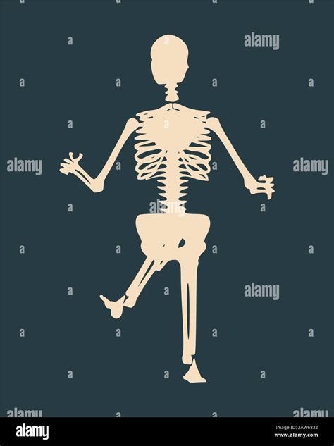 Halloween human skeleton Stock Vector Image & Art - Alamy