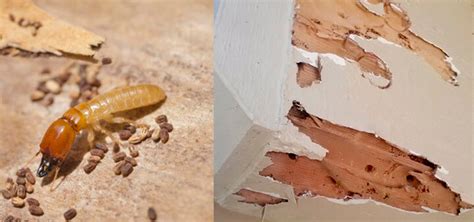 Drywood Termites: Inspection Guide and Treatment