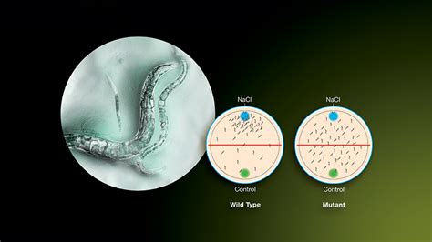 C. elegans Behavior Kit | Bio-Rad