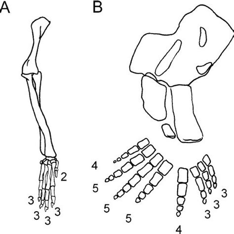 A) The right forelimb of a cat exhibits the typical terrestrial ...