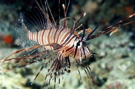 Pterois volitans – Discover Fishes