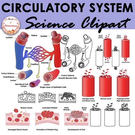 Circulatory System Anatomy Clipart | Heart Clip Art | Made By Teachers