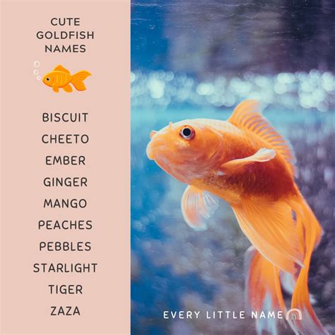 230+ Best Goldfish Names (Adorable, Funny, and Cool) - Every Little Name