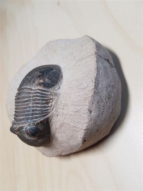 Trilobite Species? - Fossil ID - The Fossil Forum