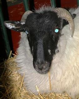 SCOTTISH BLACK FACE SHEEP # Original= (2434 x 3078) Ovino … | Flickr