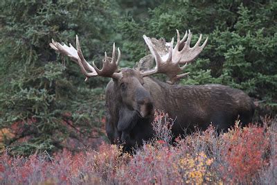 Beyond Adventure: Trophy Hunting. Photographing the World's Biggest Moose