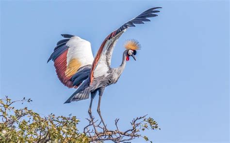 Bwindi impenetrable forest birds - Bird Watching in Bwindi Forest