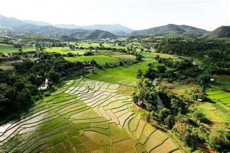 Premium Photo | Rice field ,Aerial view of rice fields