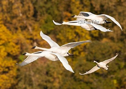 Trumpeter Swan Migration | Photo | Tom Walker Photographer