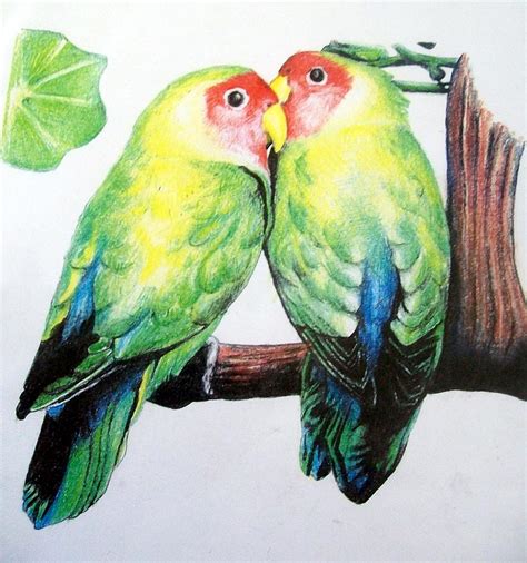 Love Birds Drawing by David Hansen | Fine Art America