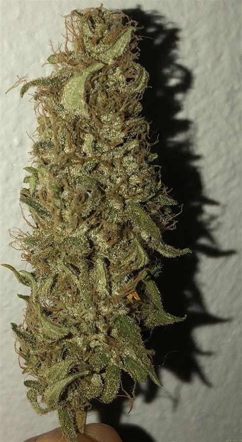 Blue Gelato 41 from Barneys Farm | strains.io | cannabis marijuana strain info