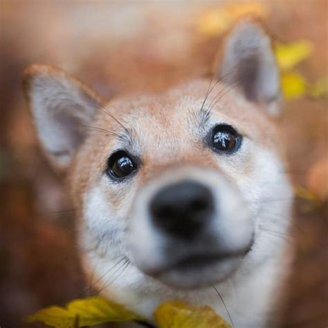 15 Asian Dog Breeds — Dog Breeds From Asia