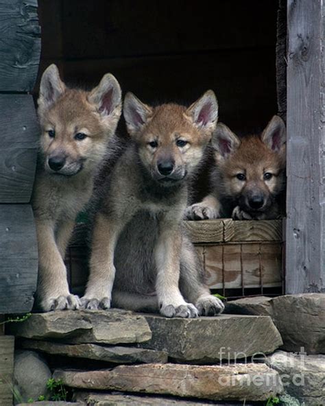 Timber Wolf Pups by Deborah Smith