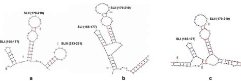 RNA secondary structure prediction using mfold program. Secondary... | Download Scientific Diagram